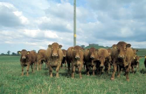 Cattle